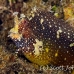 blenny_starry_kbrhr_h_0480_sul6776.jpg
